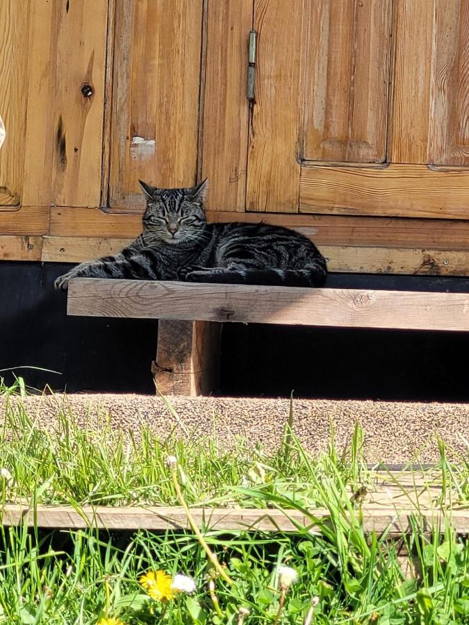 Hotel Slapen Tussen De Ezels In De Yurt Aarschot Exteriér fotografie